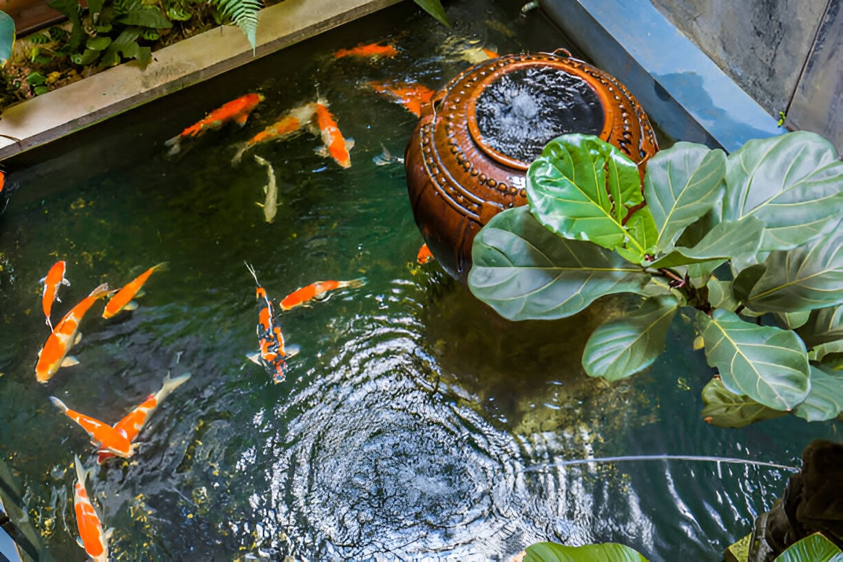 Your Garden with a Koi Pond 2